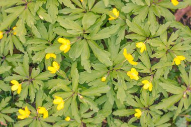 Bulanık çiçek arkaplanı. Dolu çiçekler ve orman ağacının ilk yaprakları. Bahar, ziyafet, kutlama ve güzel çiçek dekorasyonu konsepti. Yumuşak seçici bir odak ile yakın çekim. Ayarlanmış
