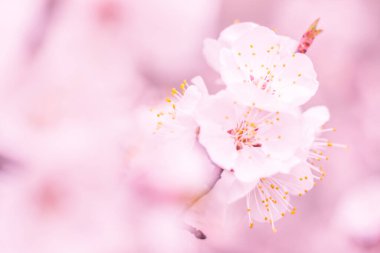 Bulanık çiçek arkaplanı. Dolu çiçekler ve orman ağacının ilk yaprakları. Bahar, ziyafet, kutlama ve güzel çiçek dekorasyonu konsepti. Yumuşak seçici bir odak ile yakın çekim. Ayarlanmış