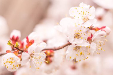 Bahar çiçek konsepti. Kayısı ağacının tam çiçeklenme. Soyut bulanık arka plan üzerinde güzel çiçek. Yumuşak seçici odakla yakın çekim.