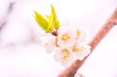 Bulanık çiçek arkaplanı. Dolu çiçekler ve orman ağacının ilk yaprakları. Bahar, ziyafet, kutlama ve güzel çiçek dekorasyonu konsepti. Yumuşak seçici odaklı yakın plan