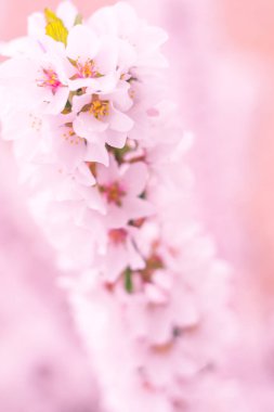 Bulanık çiçek arkaplanı. Dolu çiçekler ve orman ağacının ilk yaprakları. Bahar, ziyafet, kutlama ve güzel çiçek dekorasyonu konsepti. Yumuşak seçici bir odak ile yakın çekim. Ayarlanmış