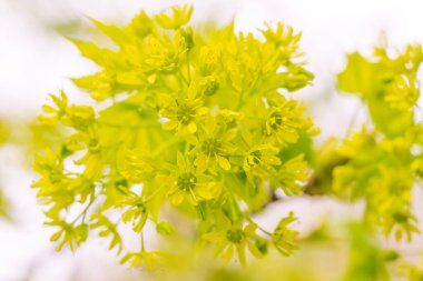 Bulanık çiçek arkaplanı. Dolu çiçekler ve orman ağacının ilk yaprakları. Bahar, ziyafet, kutlama ve güzel çiçek dekorasyonu konsepti. Yumuşak seçici odaklı yakın plan