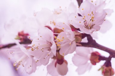 Bahar çiçek konsepti. Kayısı ağacının tam çiçeklenme. Soyut bulanık arka plan üzerinde güzel çiçek. Yumuşak seçici odakla yakın çekim.