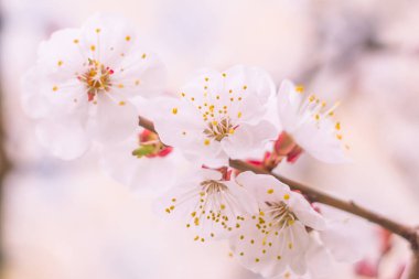 Bulanık çiçek arkaplanı. Dolu çiçekler ve orman ağacının ilk yaprakları. Bahar, ziyafet, kutlama ve güzel çiçek dekorasyonu konsepti. Yumuşak seçici odaklı yakın plan