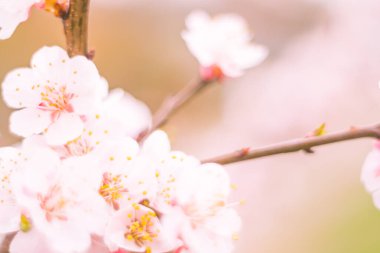 Bulanık çiçek arkaplanı. Dolu çiçekler ve orman ağacının ilk yaprakları. Bahar, ziyafet, kutlama ve güzel çiçek dekorasyonu konsepti. Yumuşak seçici odaklı yakın plan