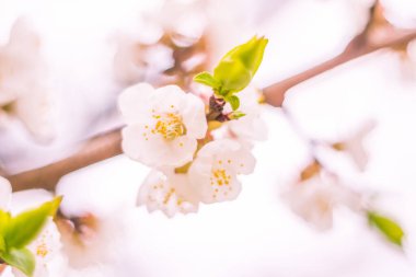 Bulanık çiçek arkaplanı. Dolu çiçekler ve orman ağacının ilk yaprakları. Bahar, ziyafet, kutlama ve güzel çiçek dekorasyonu konsepti. Yumuşak seçici odaklı yakın plan