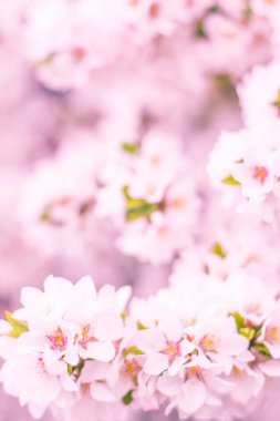 Bulanık çiçek arkaplanı. Dolu çiçekler ve orman ağacının ilk yaprakları. Bahar, ziyafet, kutlama ve güzel çiçek dekorasyonu konsepti. Yumuşak seçici bir odak ile yakın çekim. Ayarlanmış