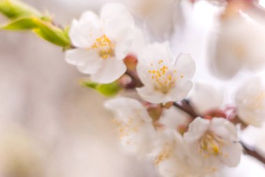 Bahar çiçek konsepti. Kayısı ağacının tam çiçeklenme. Soyut bulanık arka plan üzerinde güzel çiçek. Yumuşak seçici odakla yakın çekim.