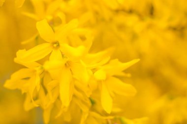 Bulanık çiçek arkaplanı. Dolu çiçekler ve orman ağacının ilk yaprakları. Bahar, ziyafet, kutlama ve güzel çiçek dekorasyonu konsepti. Yumuşak seçici bir odak ile yakın çekim. Ayarlanmış