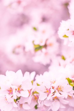 Bulanık çiçek arkaplanı. Dolu çiçekler ve orman ağacının ilk yaprakları. Bahar, ziyafet, kutlama ve güzel çiçek dekorasyonu konsepti. Yumuşak seçici bir odak ile yakın çekim. Ayarlanmış