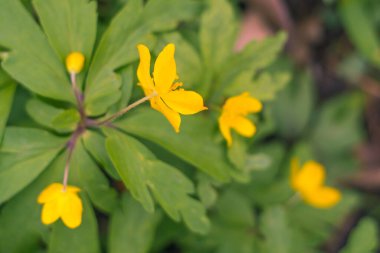 Bulanık çiçek arkaplanı. Dolu çiçekler ve orman ağacının ilk yaprakları. Bahar, ziyafet, kutlama ve güzel çiçek dekorasyonu konsepti. Yumuşak seçici bir odak ile yakın çekim. Ayarlanmış