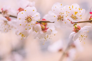 Bulanık çiçek arkaplanı. Dolu çiçekler ve orman ağacının ilk yaprakları. Bahar, ziyafet, kutlama ve güzel çiçek dekorasyonu konsepti. Yumuşak seçici odaklı yakın plan