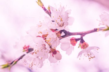 Bulanık çiçek arkaplanı. Dolu çiçekler ve orman ağacının ilk yaprakları. Bahar, ziyafet, kutlama ve güzel çiçek dekorasyonu konsepti. Yumuşak seçici bir odak ile yakın çekim. Ayarlanmış