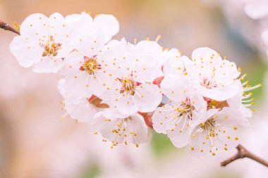 Bulanık çiçek arkaplanı. Dolu çiçekler ve orman ağacının ilk yaprakları. Bahar, ziyafet, kutlama ve güzel çiçek dekorasyonu konsepti. Yumuşak seçici odaklı yakın plan