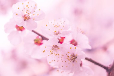 Bulanık çiçek arkaplanı. Dolu çiçekler ve orman ağacının ilk yaprakları. Bahar, ziyafet, kutlama ve güzel çiçek dekorasyonu konsepti. Yumuşak seçici bir odak ile yakın çekim. Ayarlanmış