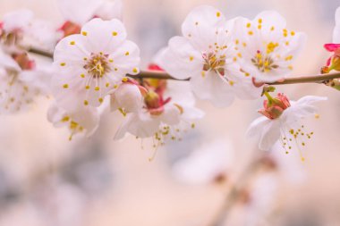 Bulanık çiçek arkaplanı. Dolu çiçekler ve orman ağacının ilk yaprakları. Bahar, ziyafet, kutlama ve güzel çiçek dekorasyonu konsepti. Yumuşak seçici odaklı yakın plan