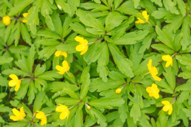 Bulanık çiçek arkaplanı. Dolu çiçekler ve orman ağacının ilk yaprakları. Bahar, ziyafet, kutlama ve güzel çiçek dekorasyonu konsepti. Yumuşak seçici odaklı yakın plan