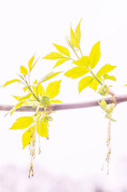 Bulanık çiçek arkaplanı. Dolu çiçekler ve orman ağacının ilk yaprakları. Bahar, ziyafet, kutlama ve güzel çiçek dekorasyonu konsepti. Yumuşak seçici odaklı yakın plan