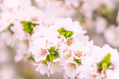 Bulanık çiçek arkaplanı. Dolu çiçekler ve orman ağacının ilk yaprakları. Bahar, ziyafet, kutlama ve güzel çiçek dekorasyonu konsepti. Yumuşak seçici odaklı yakın plan