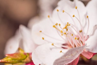 Bahar çiçek konsepti. Kayısı ağacının tam çiçek açmış. Soyut bulanık arka planda güzel çiçek. Yumuşak seçici odak ile detaylı closeup.