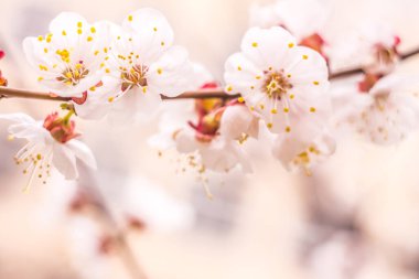 Bahar çiçek konsepti. Kayısı ağacının tam çiçeklenme. Soyut bulanık arka plan üzerinde güzel çiçek. Yumuşak seçici odakla yakın çekim.