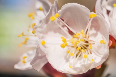 Bahar çiçek konsepti. Kayısı ağacının tam çiçek açmış. Soyut bulanık arka planda güzel çiçek. Yumuşak seçici odak ile detaylı closeup.
