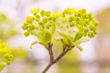 Bulanık çiçek arkaplanı. Dolu çiçekler ve orman ağacının ilk yaprakları. Bahar, ziyafet, kutlama ve güzel çiçek dekorasyonu konsepti. Yumuşak seçici odaklı yakın plan