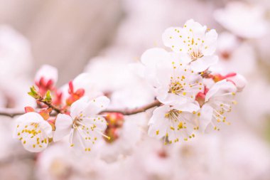 Bulanık çiçek arkaplanı. Dolu çiçekler ve orman ağacının ilk yaprakları. Bahar, ziyafet, kutlama ve güzel çiçek dekorasyonu konsepti. Yumuşak seçici odaklı yakın plan