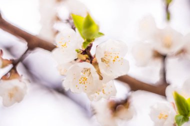 Bahar çiçek konsepti. Kayısı ağacının tam çiçeklenme. Soyut bulanık arka plan üzerinde güzel çiçek. Yumuşak seçici odakla yakın çekim.