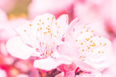 Bulanık çiçek arkaplanı. Dolu çiçekler ve orman ağacının ilk yaprakları. Bahar, ziyafet, kutlama ve güzel çiçek dekorasyonu konsepti. Yumuşak seçici bir odak ile yakın çekim. Ayarlanmış
