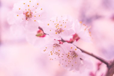 Bulanık çiçek arkaplanı. Dolu çiçekler ve orman ağacının ilk yaprakları. Bahar, ziyafet, kutlama ve güzel çiçek dekorasyonu konsepti. Yumuşak seçici bir odak ile yakın çekim. Ayarlanmış