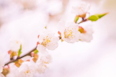 Bulanık çiçek arkaplanı. Dolu çiçekler ve orman ağacının ilk yaprakları. Bahar, ziyafet, kutlama ve güzel çiçek dekorasyonu konsepti. Yumuşak seçici odaklı yakın plan