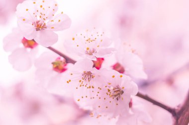 Bulanık çiçek arkaplanı. Dolu çiçekler ve orman ağacının ilk yaprakları. Bahar, ziyafet, kutlama ve güzel çiçek dekorasyonu konsepti. Yumuşak seçici bir odak ile yakın çekim. Ayarlanmış