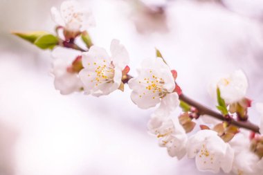 Bahar çiçek konsepti. Kayısı ağacının tam çiçeklenme. Soyut bulanık arka plan üzerinde güzel çiçek. Yumuşak seçici odakla yakın çekim.