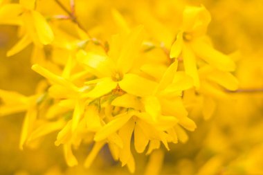 Bulanık çiçek arkaplanı. Dolu çiçekler ve orman ağacının ilk yaprakları. Bahar, ziyafet, kutlama ve güzel çiçek dekorasyonu konsepti. Yumuşak seçici bir odak ile yakın çekim. Ayarlanmış