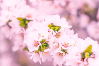 Bulanık çiçek arkaplanı. Dolu çiçekler ve orman ağacının ilk yaprakları. Bahar, ziyafet, kutlama ve güzel çiçek dekorasyonu konsepti. Yumuşak seçici bir odak ile yakın çekim. Ayarlanmış