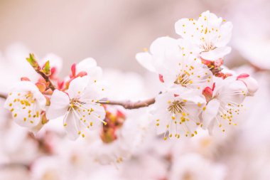 Bulanık çiçek arkaplanı. Dolu çiçekler ve orman ağacının ilk yaprakları. Bahar, ziyafet, kutlama ve güzel çiçek dekorasyonu konsepti. Yumuşak seçici odaklı yakın plan