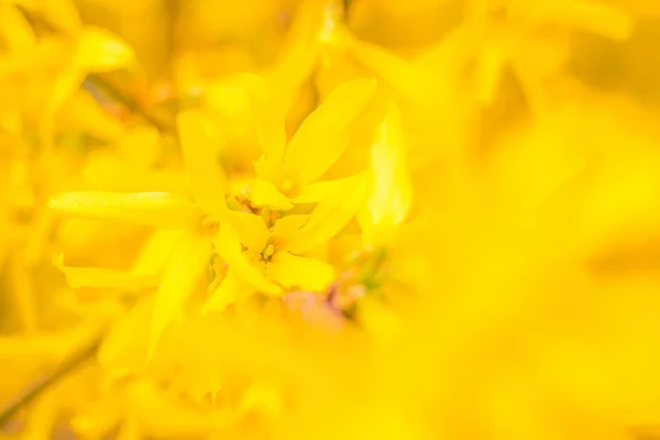 Bulanık Çiçek Arkaplanı Dolu Çiçekler Orman Ağacının Ilk Yaprakları Bahar — Stok fotoğraf