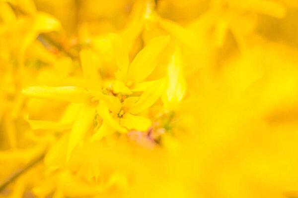 Абстрактный размытый цветочный фон. Цветущие и первые листья лесного дерева. Весна, праздник, праздник и красивая цветочная концепция украшения. Крупный план с мягким выборочным фокусом. Toned
