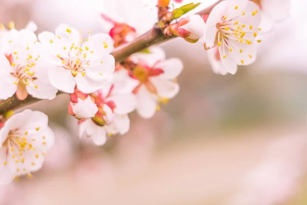 抽象的なぼやけた花の背景 満開と森の木の最初の葉 ごちそう お祝いや美しい花の装飾の概念 軟らかい選択的フォーカスを持つ閉鎖 — ストック写真