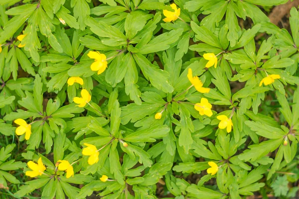 Abstracte Wazige Bloemenachtergrond Vol Bloei Eerste Bladeren Van Bosboom Lente — Stockfoto