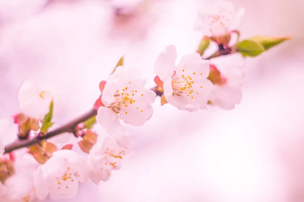 抽象的なぼやけた花の背景 満開と森の木の最初の葉 ごちそう お祝いや美しい花の装飾の概念 ソフト選択フォーカスで終了します トーン — ストック写真