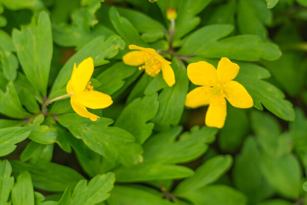 Abstract blurred floral background. Full blooming and first leafs of forest tree. Spring, feast, celebration and beautiful flower decoration concept. Closeup with soft selective focus