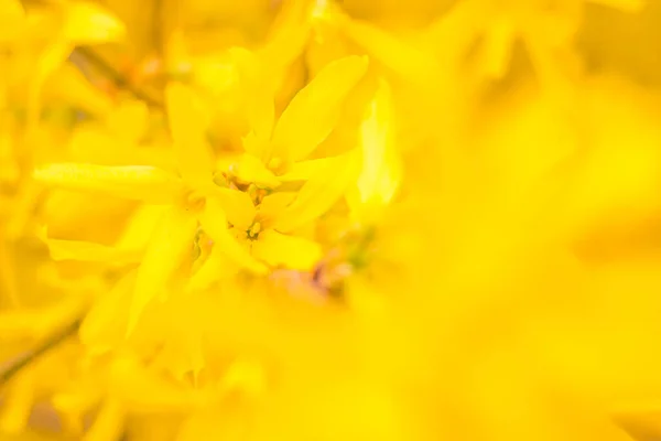 Astratto Sfondo Floreale Sfocato Piena Fioritura Prime Foglie Albero Forestale — Foto Stock