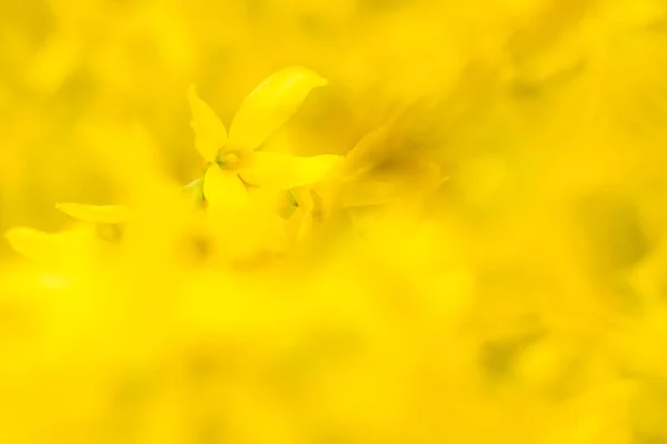 Bulanık Çiçek Arkaplanı Dolu Çiçekler Orman Ağacının Ilk Yaprakları Bahar — Stok fotoğraf