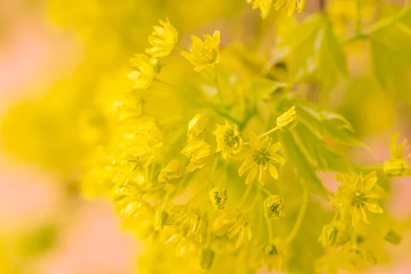 Abstraktní Rozmazané Květinové Pozadí Plně Kvetoucí První Listy Lesních Stromů — Stock fotografie