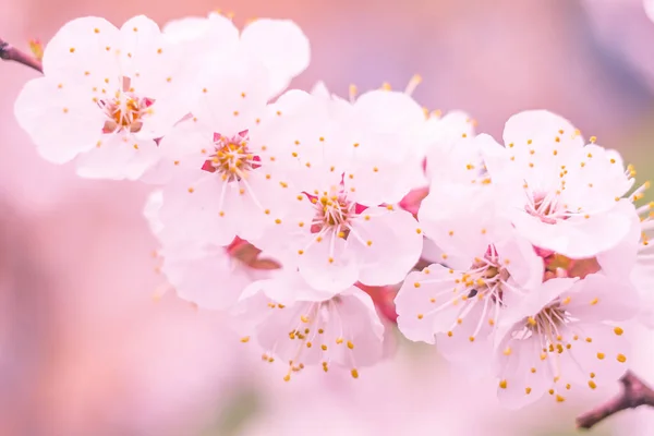 抽象的なぼやけた花の背景 満開と森の木の最初の葉 ごちそう お祝いや美しい花の装飾の概念 ソフト選択フォーカスで終了します トーン — ストック写真