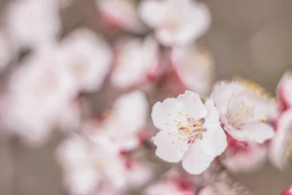 Jarní Květinové Pojetí Plný Kvetení Meruňkové Stromové Struktury Nádherná Květina — Stock fotografie