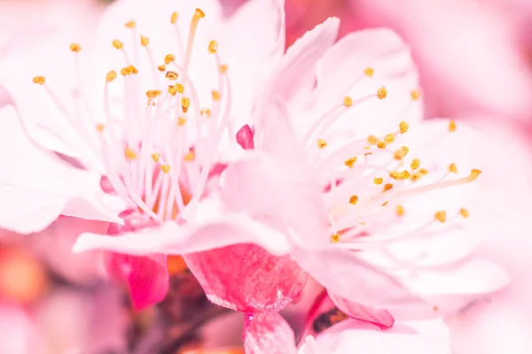 抽象的なぼやけた花の背景 満開と森の木の最初の葉 ごちそう お祝いや美しい花の装飾の概念 ソフト選択フォーカスで終了します トーン — ストック写真