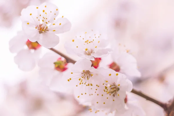 抽象的なぼやけた花の背景 満開と森の木の最初の葉 ごちそう お祝いや美しい花の装飾の概念 軟らかい選択的フォーカスを持つ閉鎖 — ストック写真